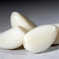 Wholesale Garlic Normal White Fresh Garlic